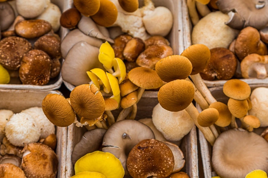 variety of mushrooms in market